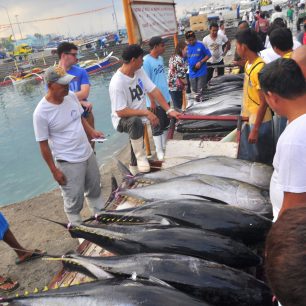 47830274 - general santos, philippines - september 5, 2015: fishermen are selling their tuna at the seafood market